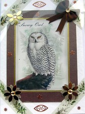 Snowy owl wild for sale  WARRINGTON