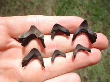 6quality turtle mandible for sale  Tallahassee