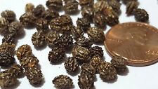 100 papaya seeds for sale  Lancaster