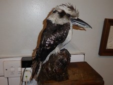 Taxidermy laughing kookaburra for sale  BANWELL