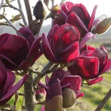 20 sementes de magnólia vermelha escura Yulan magnólia árvore tulipa lírio flor magnólia comprar usado  Enviando para Brazil