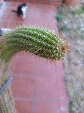 Trico cereus andalgalensis. usato  Civitanova Marche
