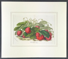 Strawberry botanical print d'occasion  Expédié en Belgium
