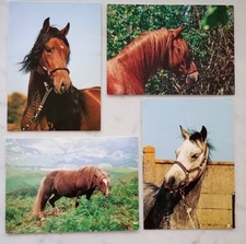 Pferdepostkarten gebraucht kaufen  Krefeld