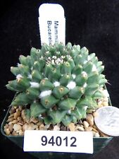 Mammillaria bucareliensis seed for sale  Lakeport