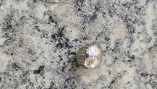 Corona vite omega usato  Vaprio d'Agogna
