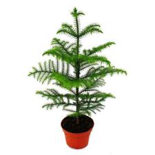 Zimmertanne araucaria heteroph gebraucht kaufen  Zweibrücken