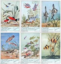 Chromo liebig sang. usato  Italia