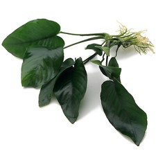 Anubias nangi live for sale Anubias nangi live for sale  HOUNSLOW