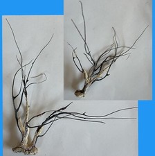 Dried sea fan for sale  Granite Bay