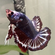 Giant live betta for sale  Fort Lauderdale