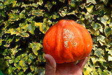 Graines courge rouge d'occasion  Andrézieux-Bouthéon