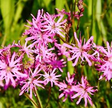 4000x lychnis flos for sale  DEWSBURY