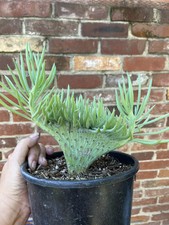 Rare crested senecio for sale  Santa Fe Springs