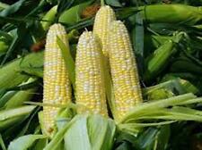 Corn color butter for sale  Saint Louis
