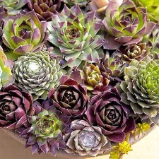 Mixed variety colour for sale  WARRINGTON