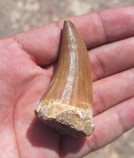 Autêntico Mosasaur fóssil dente Prognathodon solvayi réptil marinho pré-histórico comprar usado  Enviando para Brazil