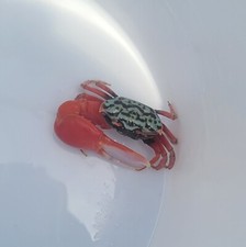Watermelon fiddler crab for sale  Palm Bay