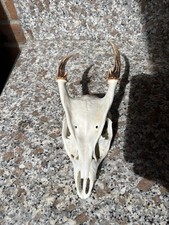 Muntjac deer skull for sale  UK