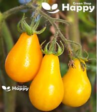 Yellow pear tomato for sale  DONCASTER