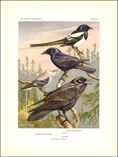 1936 vintage print for sale  Carmel Valley