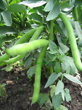 Vegetable dwarf broad for sale  SALISBURY