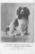 Epagneul anglais gravure d'occasion  Vasles