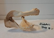 Véritable mâchoire requin d'occasion  Louvigné-du-Désert