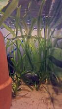 Stock vallisneria spiralis for sale  LEICESTER