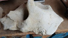 Dry marine coral for sale  NOTTINGHAM