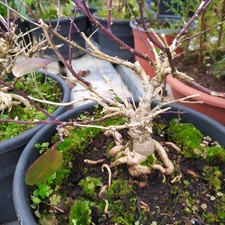 Bonsai cappero30 pianta usato  Manduria