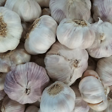 Garlic bulbs purple for sale  Saint Peters