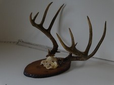 Whitetail buck deer for sale  Greenville
