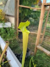 Sarracenia carnivorous species for sale  Eugene