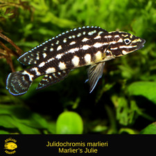 Julidochromis marlieri marlier for sale  Nanuet