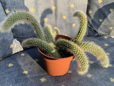 sukkulenten gebraucht kaufen sukkulenten gebraucht kaufen Briesen (Mark)