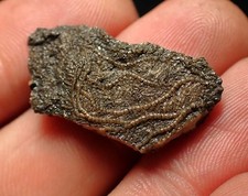 crinoid for sale crinoid for sale BRISTOL