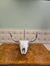 Longhorn skull for sale  Wilmington