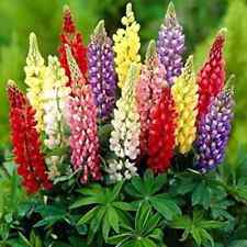 Lupin russel strain d'occasion  Luzech