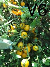 Graine seed tomate d'occasion  La Pacaudière