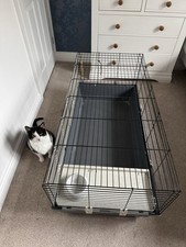 Indoor guinea pig for sale  SOUTHWELL