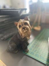 Yorkshire terrier dog for sale  SWANSEA