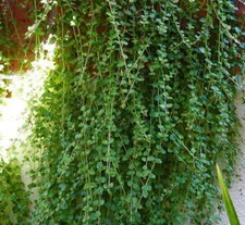 Indian mint satureia for sale  UK