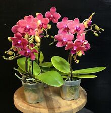 Mini phalaenopsis rosa for sale  NOTTINGHAM