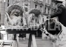 Vintage animali due usato  Roma