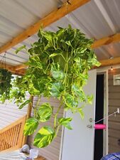 Rare patricio pothos for sale  Hondo