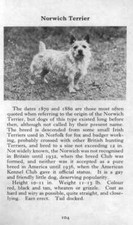 Norwich terrier 1970 for sale  Tampa