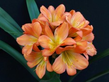 Clivia excellence f1 d'occasion  Basse-Goulaine