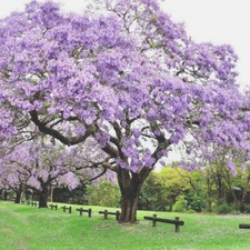Pianta paulownia tomentosa usato  Piazza Armerina