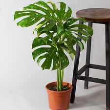 Established monstera thai for sale  SPALDING